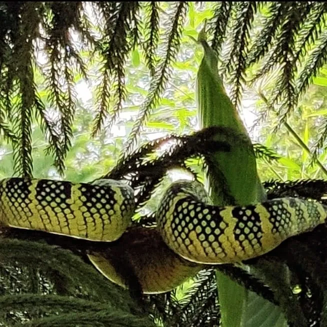 Green pit viper in the leaves