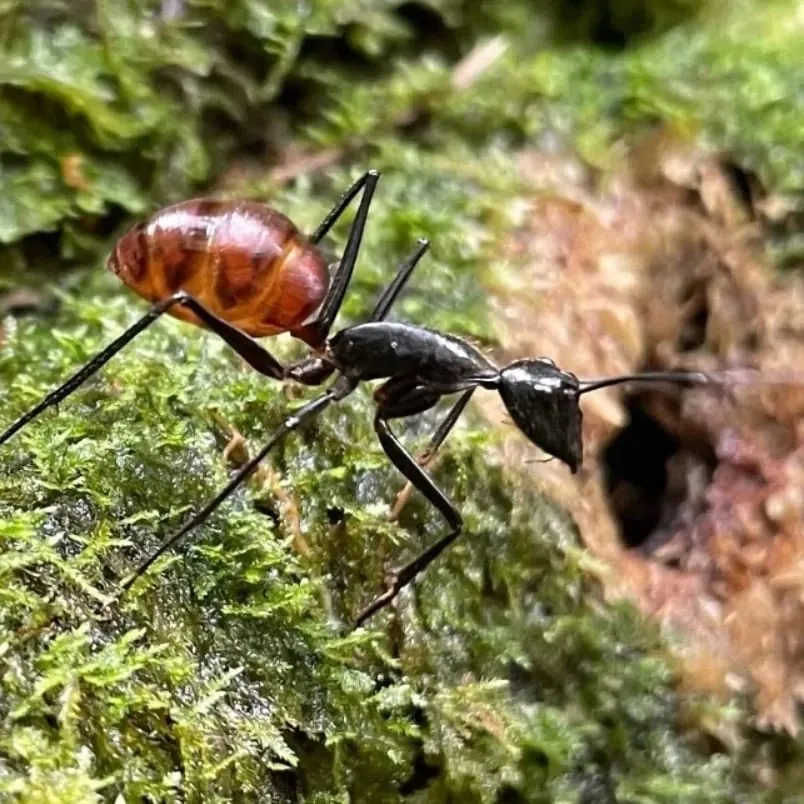 Giant forest ant