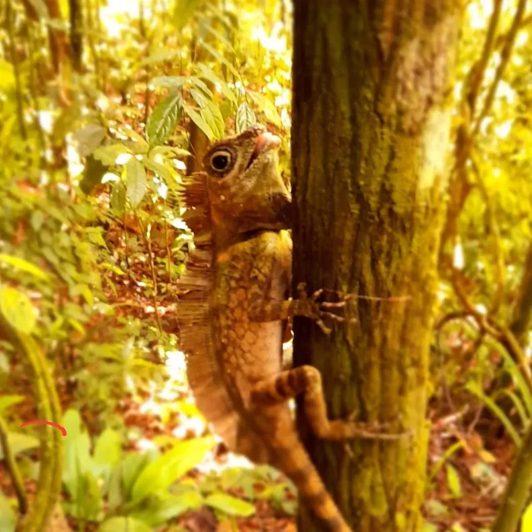 Chameleon forest dragon on a tree trunk