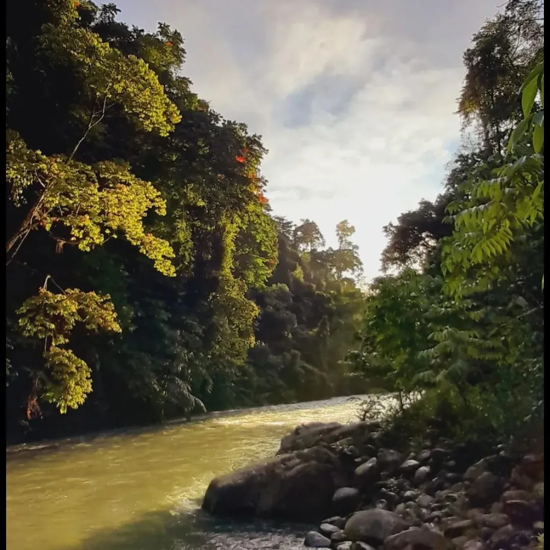 A quiet bend of the Bohorok River