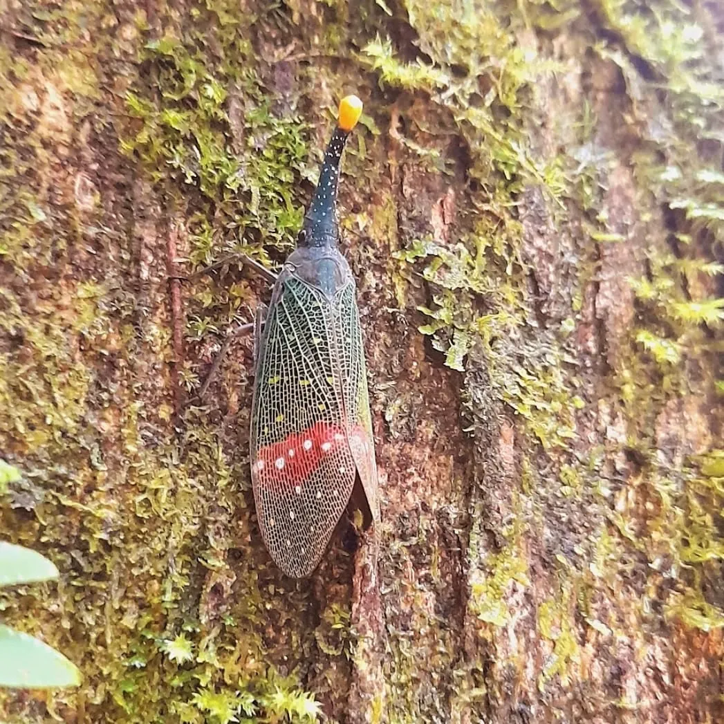 Woodpecker on a rainforest trunk