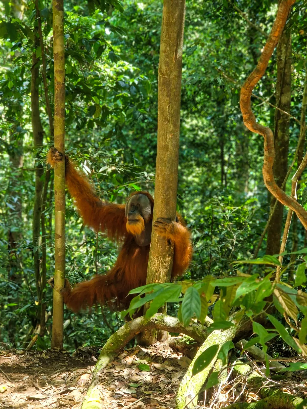 Moment in the jungle