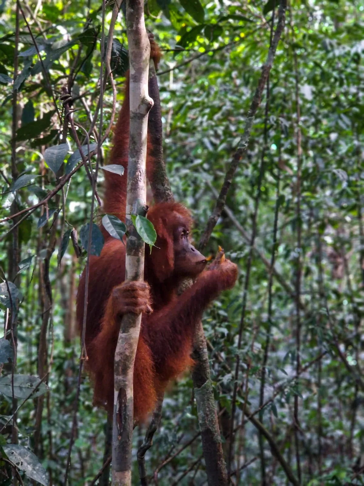Moment in the jungle
