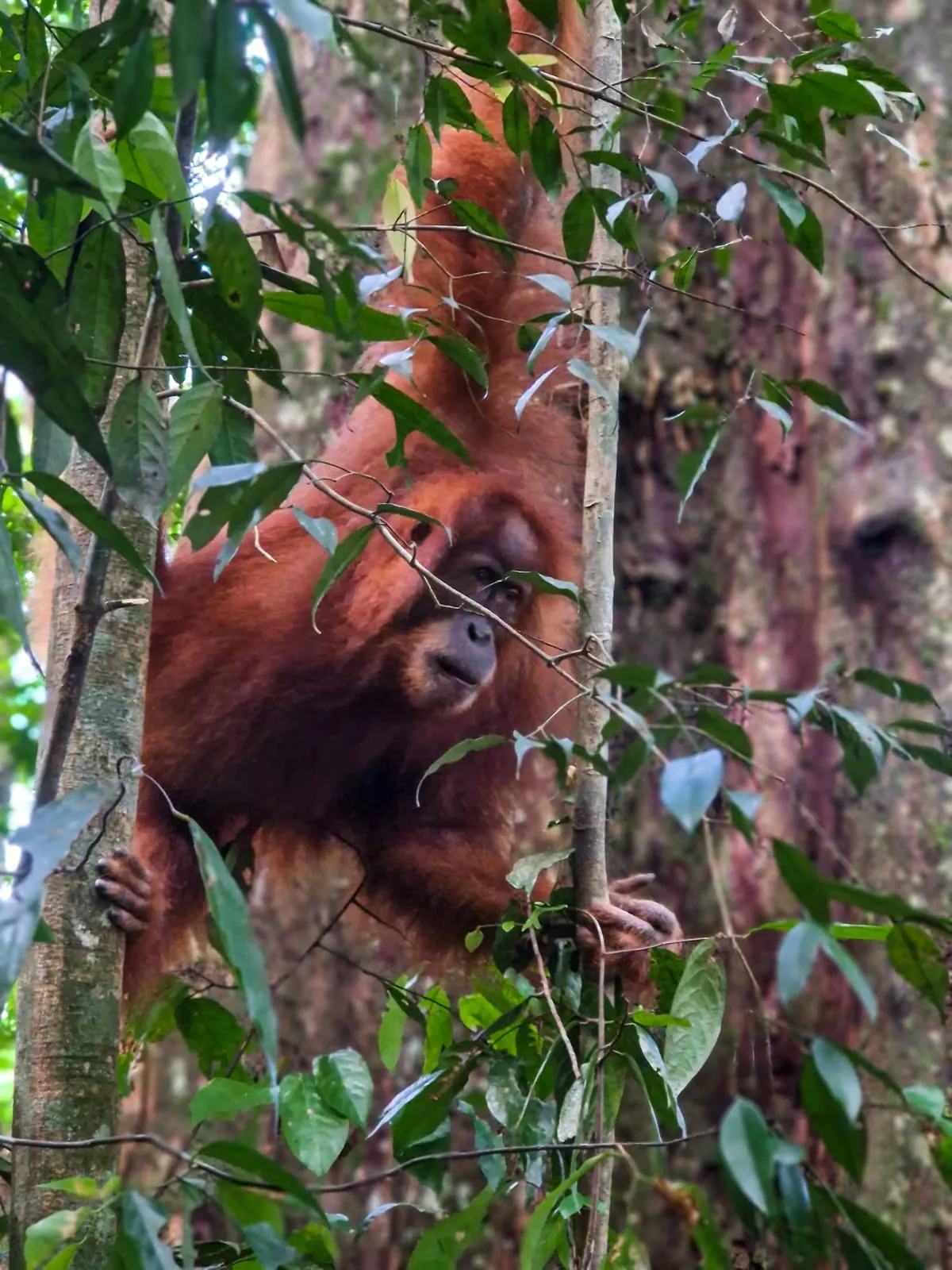 Moment in the jungle